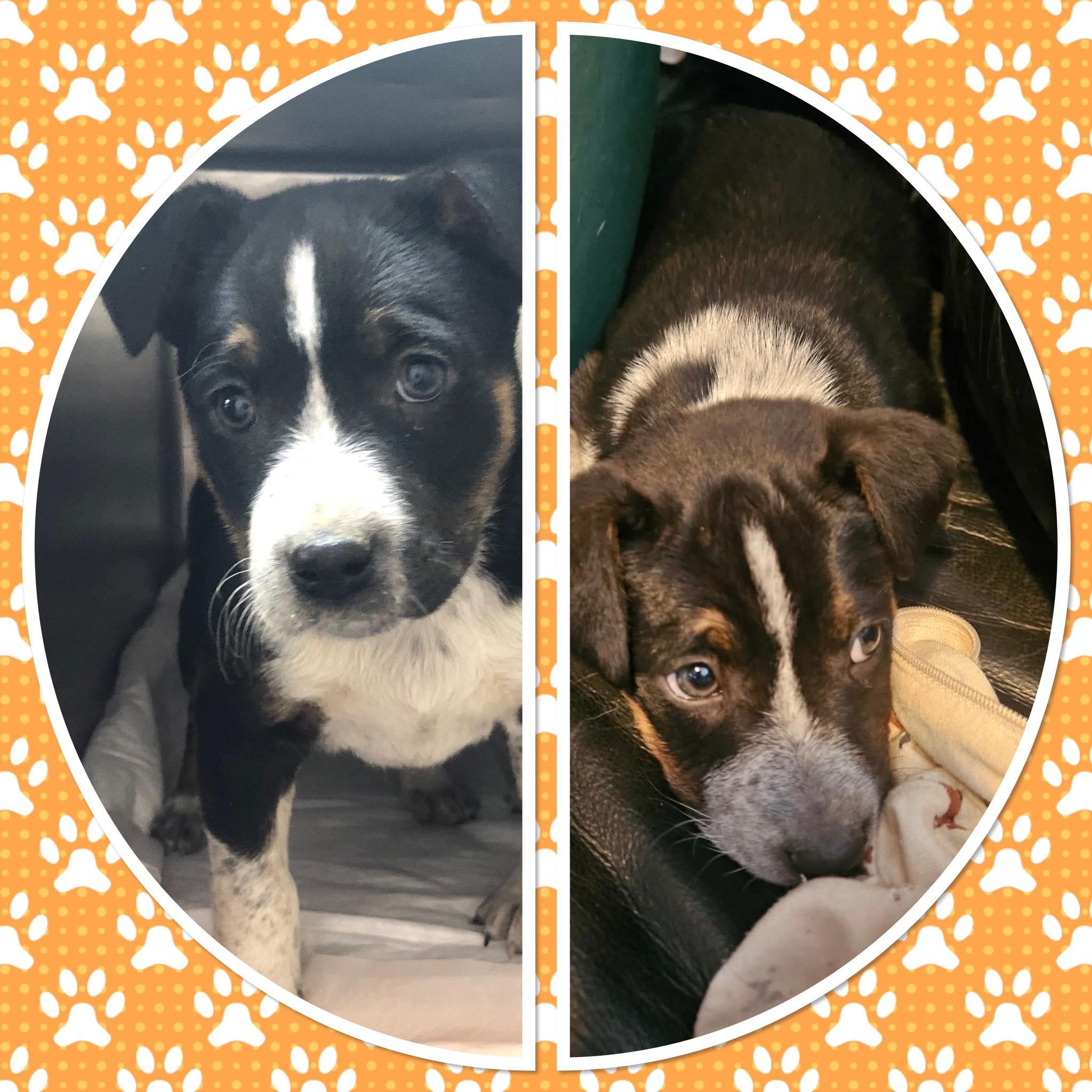 Enlarge MILANI, a ADOPTABLE mixed breed in Buckhannon, WV image 1/1