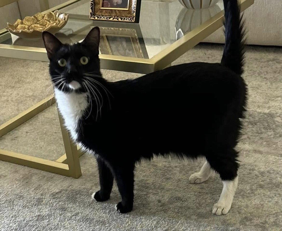 Enlarge Chase, a Adoptable Domestic Short Hair in Naples, FL image 1/1