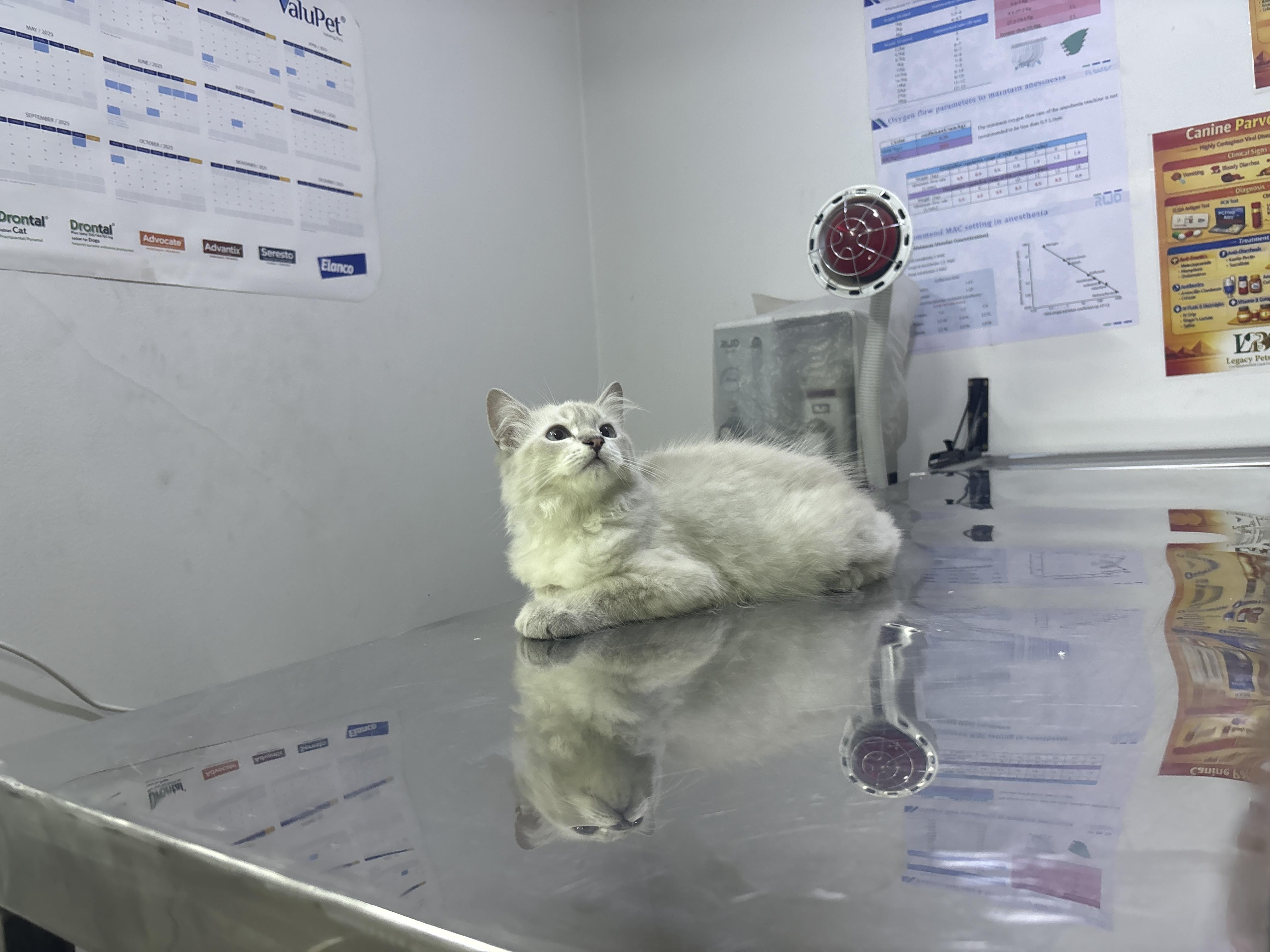 Enlarge Alex - 5M Kitten - READ BIO, a ADOPTABLE mixed breed in North York, ON image 3/3