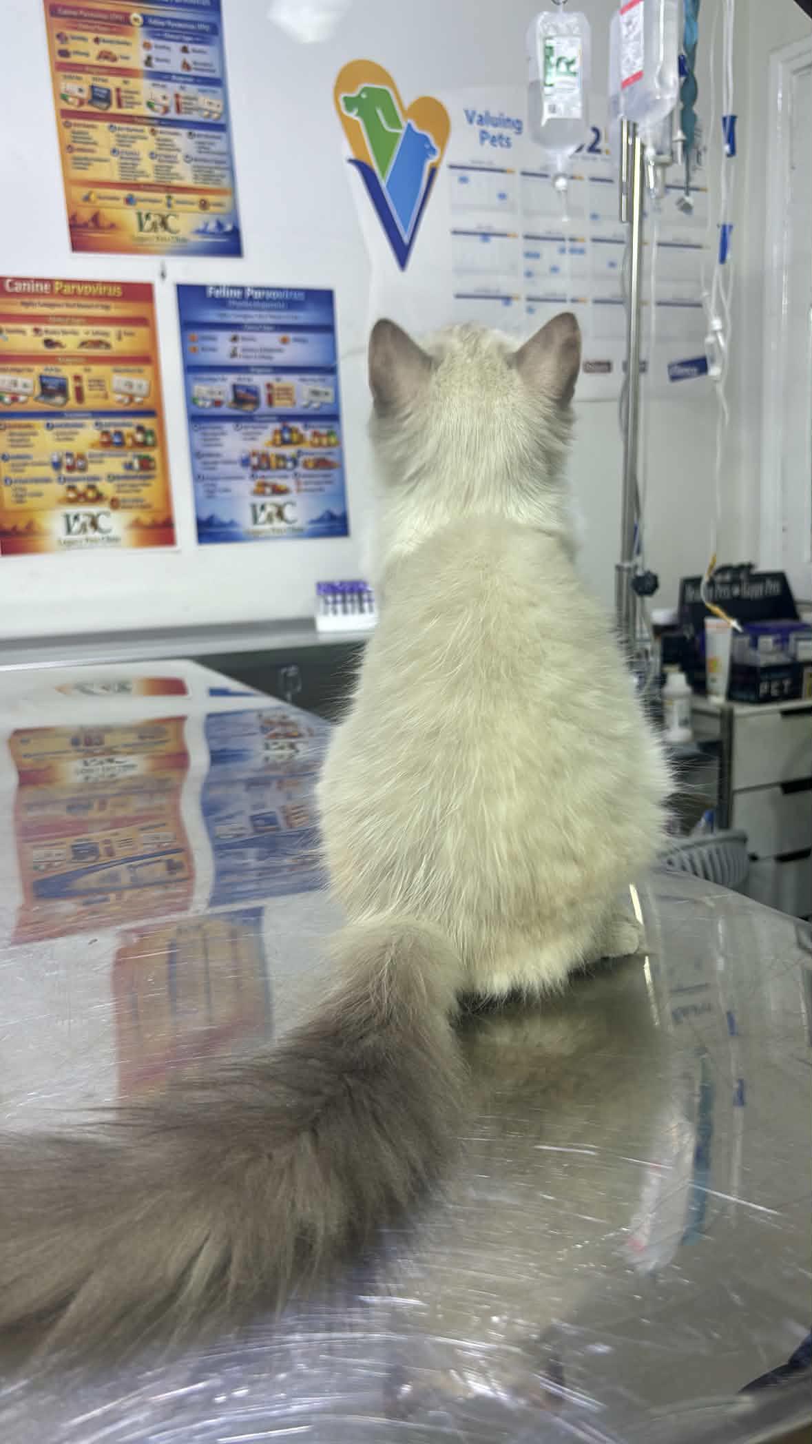 Enlarge Alex - 5M Kitten - READ BIO, a ADOPTABLE mixed breed in North York, ON image 2/3