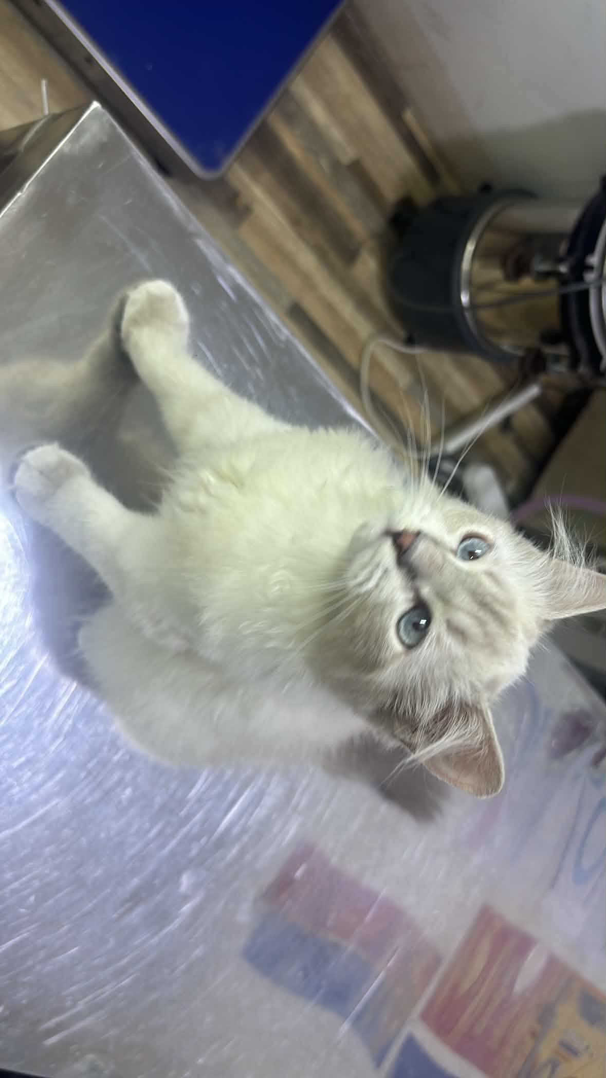 Enlarge Alex - 5M Kitten - READ BIO, a ADOPTABLE mixed breed in North York, ON image 1/3