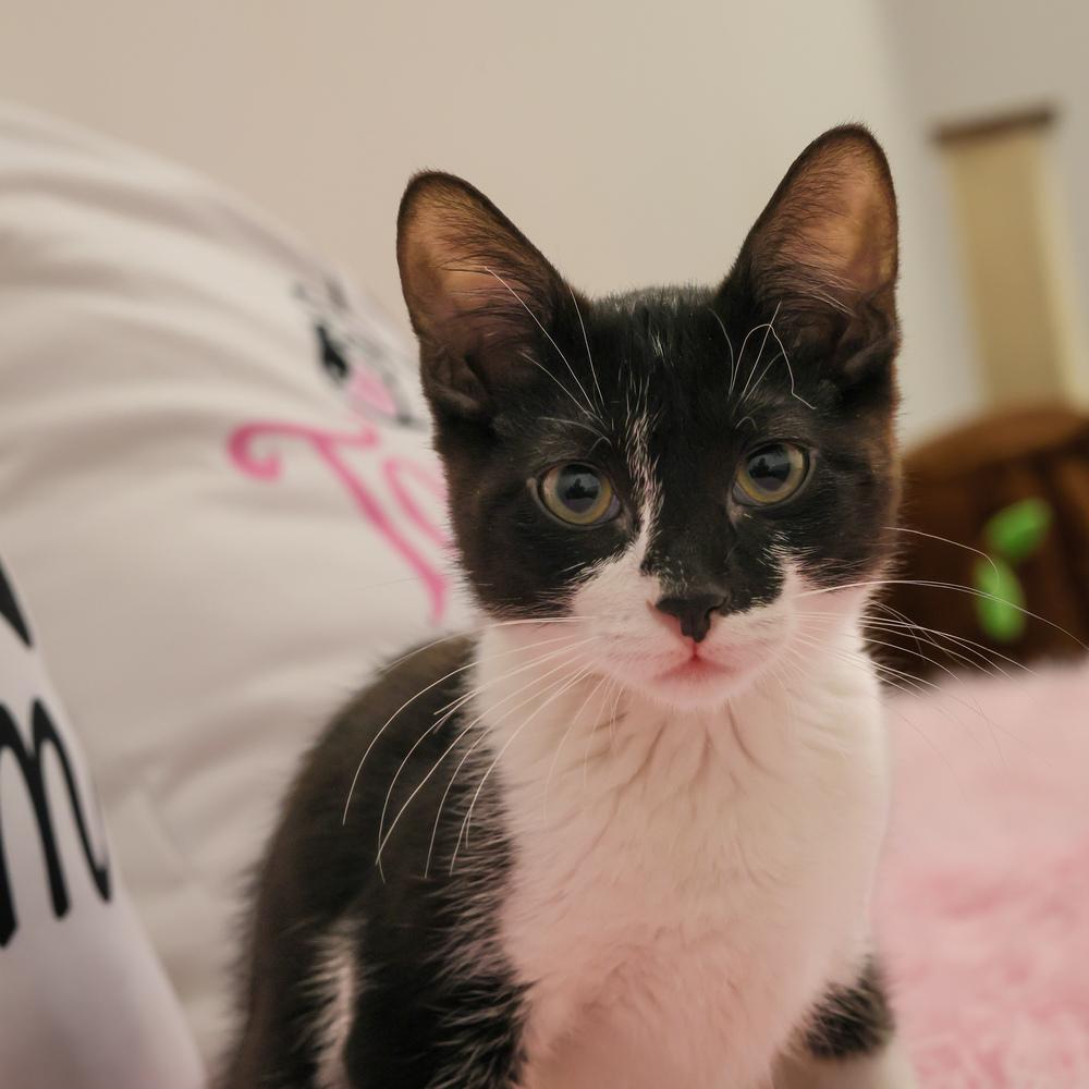 Enlarge **Cat Cafe** Lark, a Adoptable Domestic Short Hair in Topeka, KS image 2/3