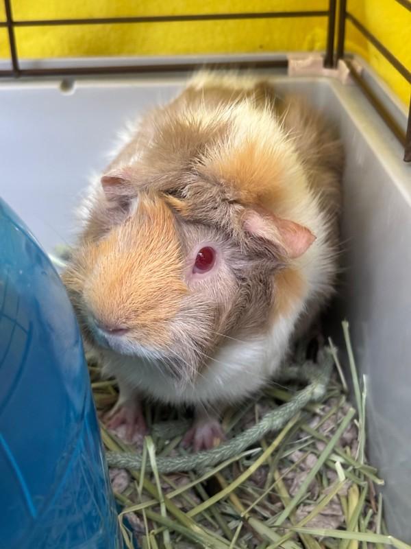 Lulu, Adoptable, Young Female Guinea Pig.