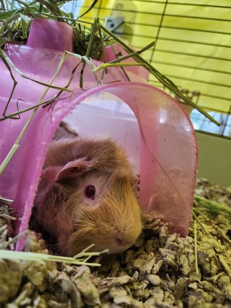 Enlarge Lulu, a Adoptable mixed breed in Healdsburg, CA image 2/3