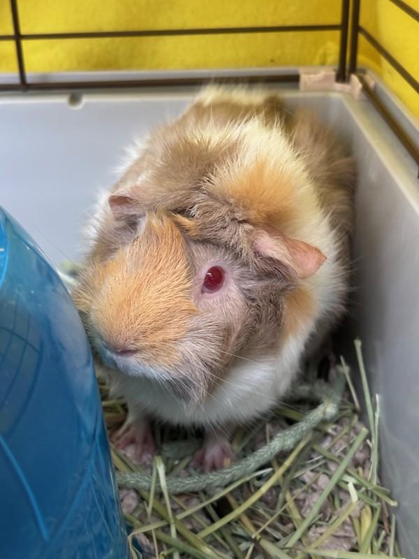 Enlarge Lulu, a Adoptable mixed breed in Healdsburg, CA image 3/3