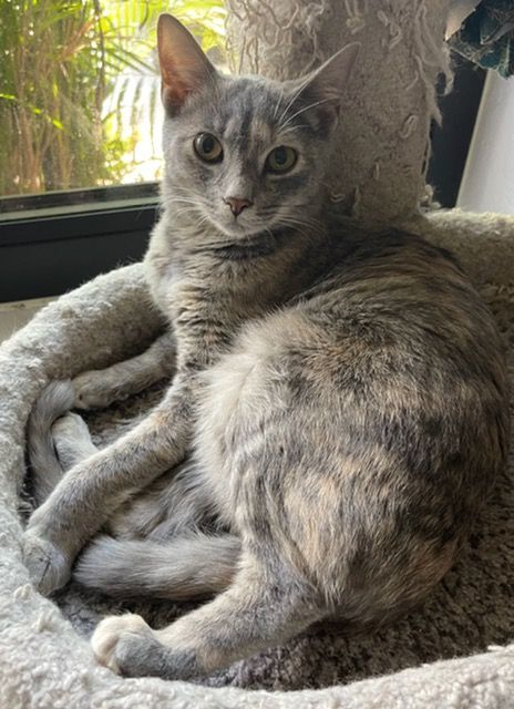 Biscotti, a Adoptable Tortoiseshell image 1/9