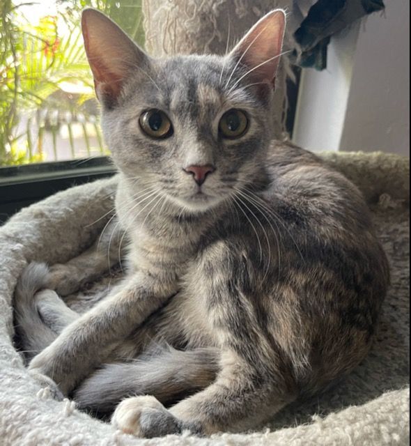 Biscotti, a Adoptable Tortoiseshell image 2/9