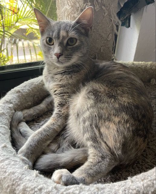 Biscotti, a Adoptable Tortoiseshell image 3/9