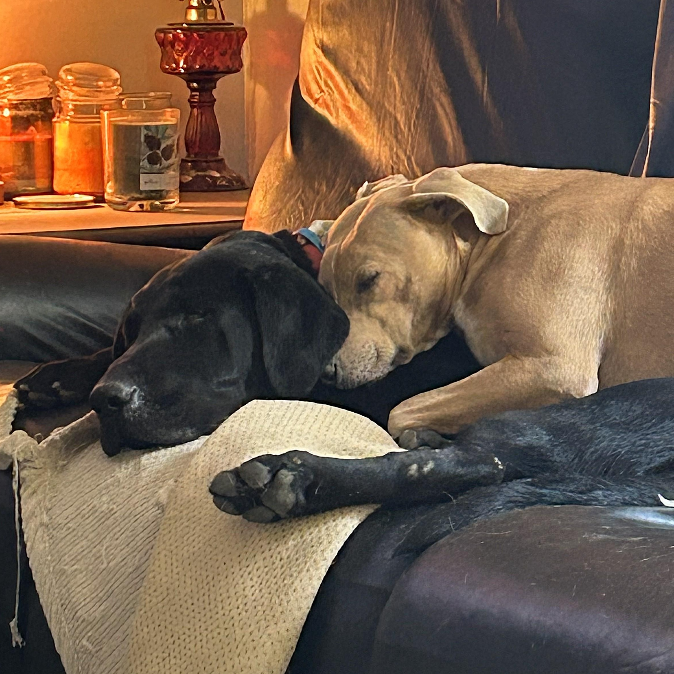 Toby, a Adoptable Black Labrador Retriever in Culpeper, VA image 3/6