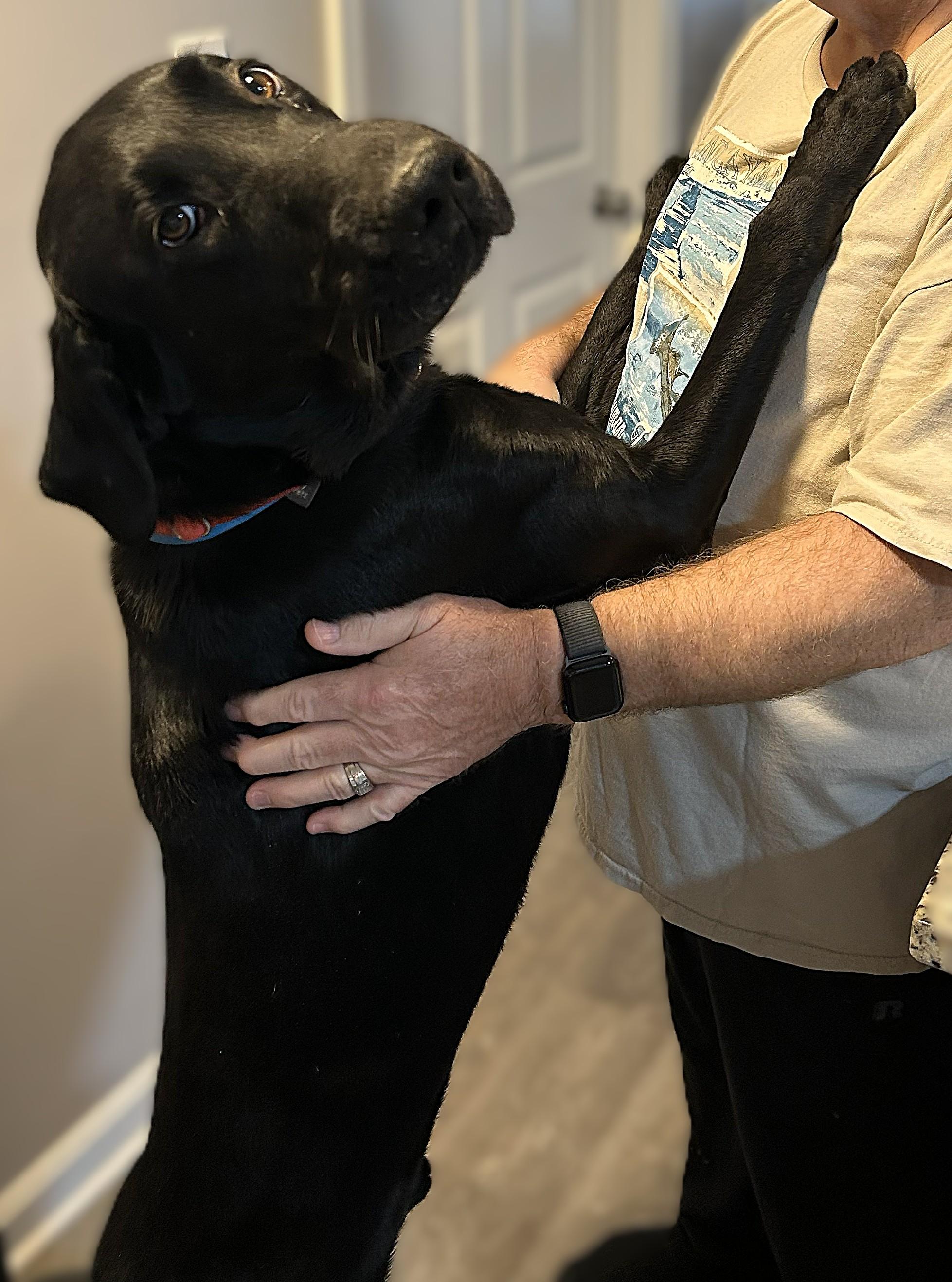 Toby, a Adoptable Black Labrador Retriever in Culpeper, VA image 2/6