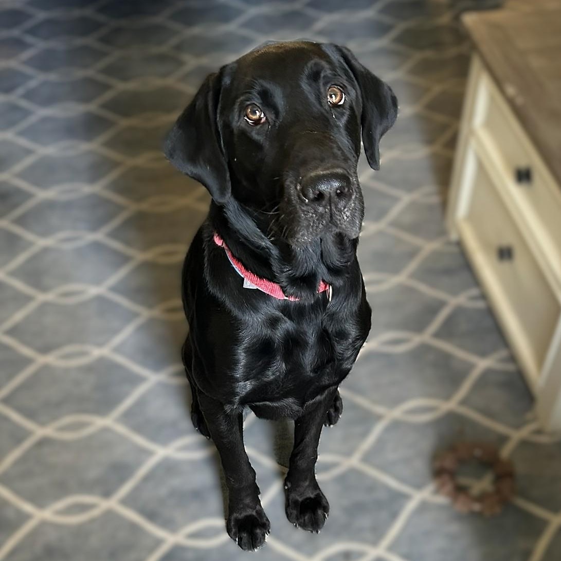 Toby, a Adoptable Black Labrador Retriever in Culpeper, VA image 1/6