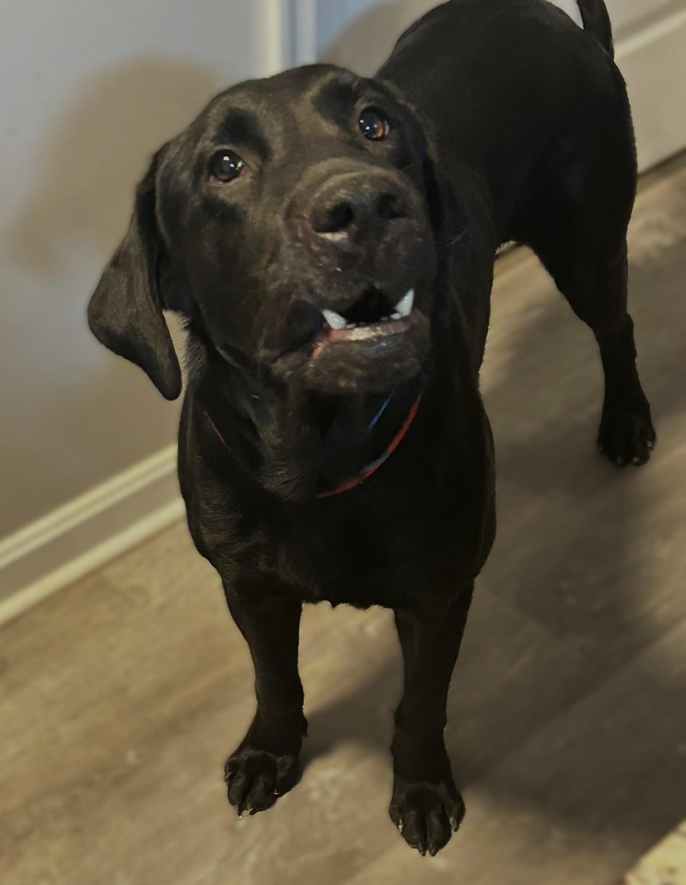 Toby, a Adoptable Black Labrador Retriever in Culpeper, VA image 5/6