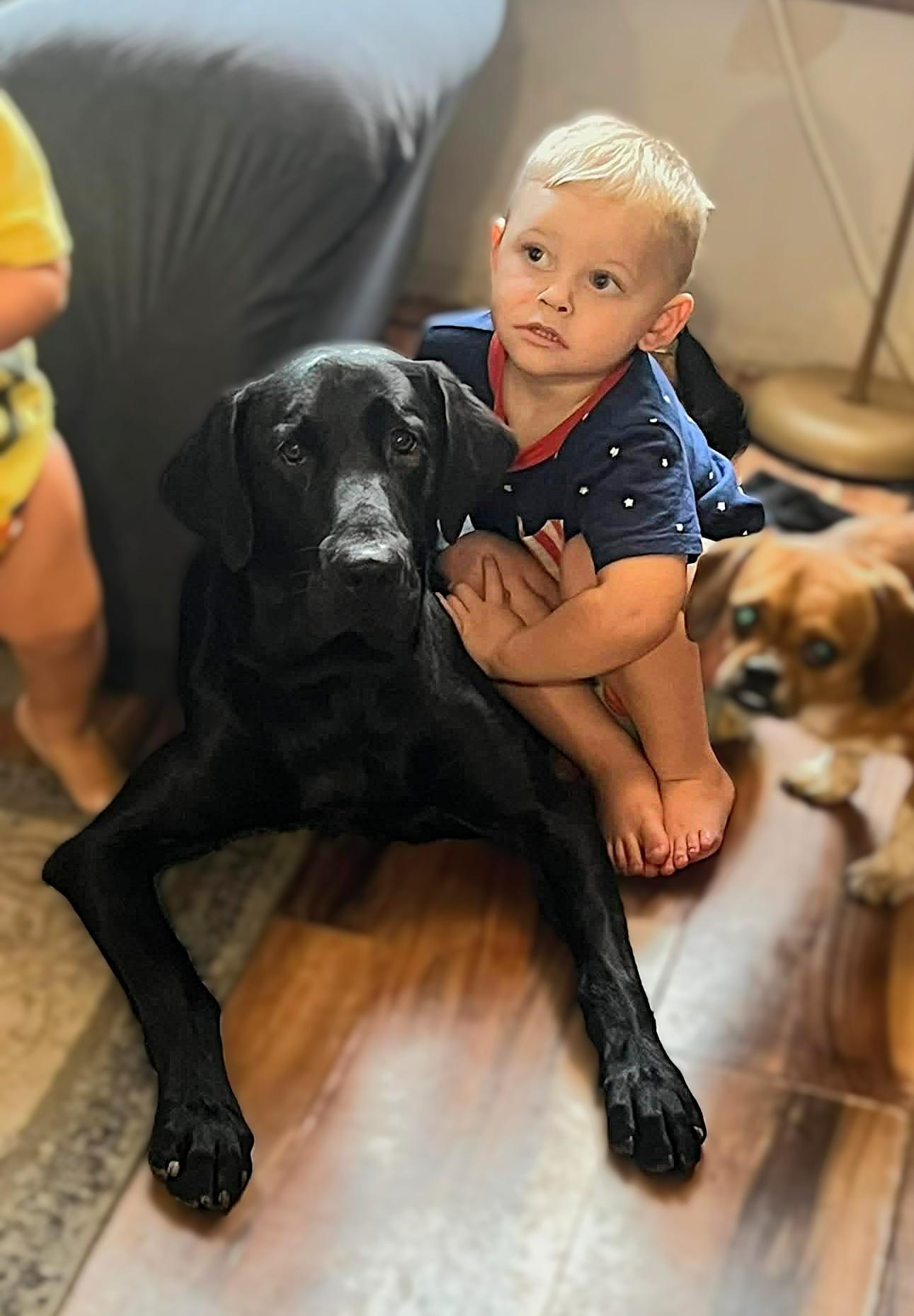 Toby, a Adoptable Black Labrador Retriever in Culpeper, VA image 4/6