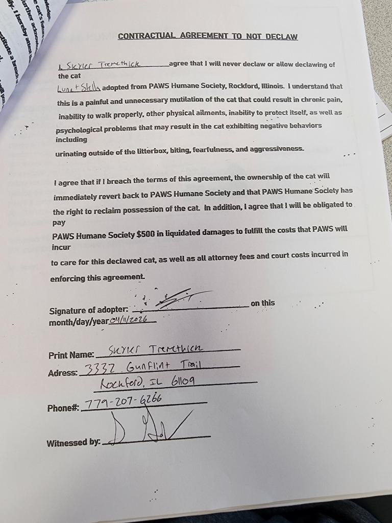 Luna, Adopted, Kitten Female Domestic Short Hair.