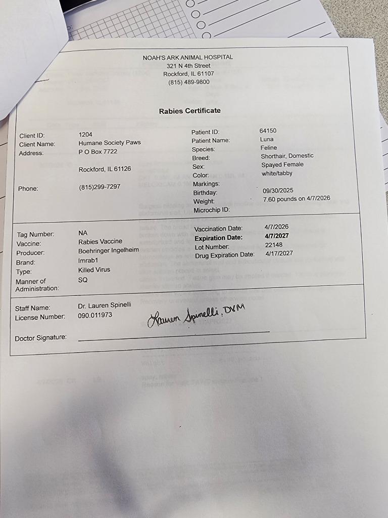 Enlarge Luna, a Adopted mixed breed in Rockford, IL image 2/4