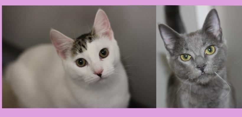 Enlarge Luna, a Adopted mixed breed in Rockford, IL image 3/4