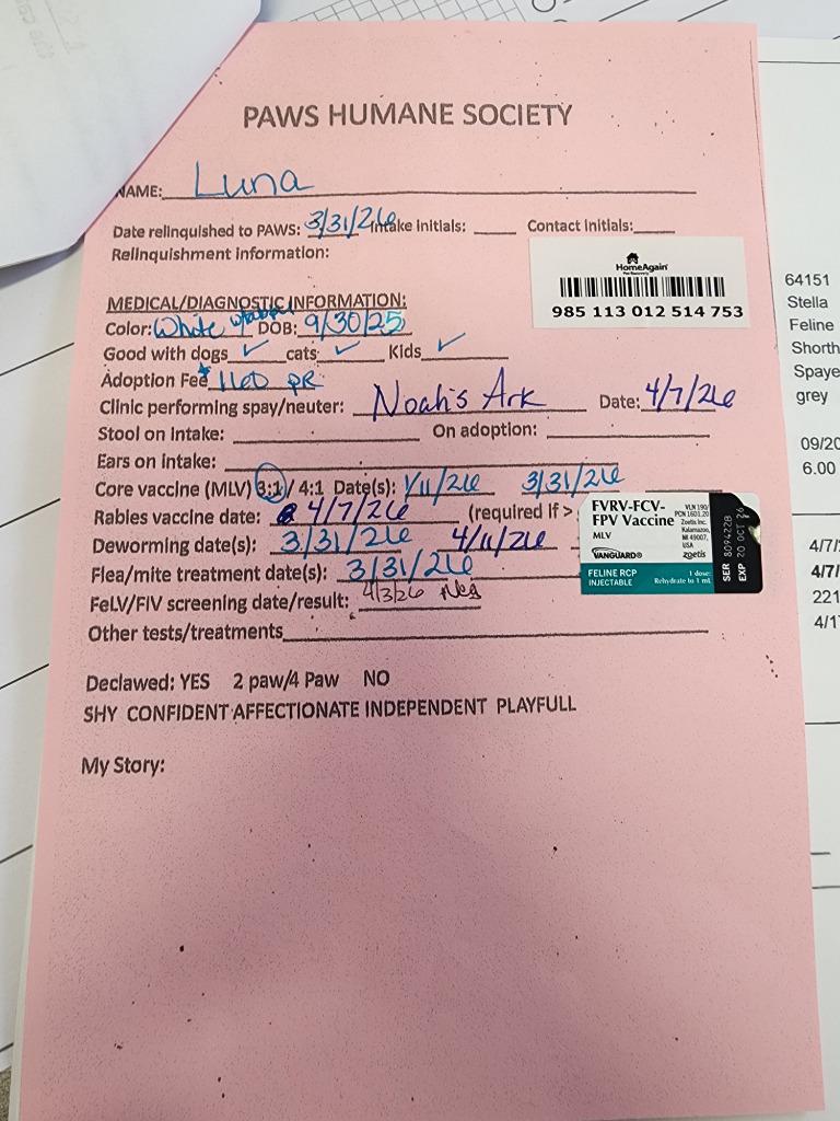 Enlarge Luna, a Adopted mixed breed in Rockford, IL image 4/4