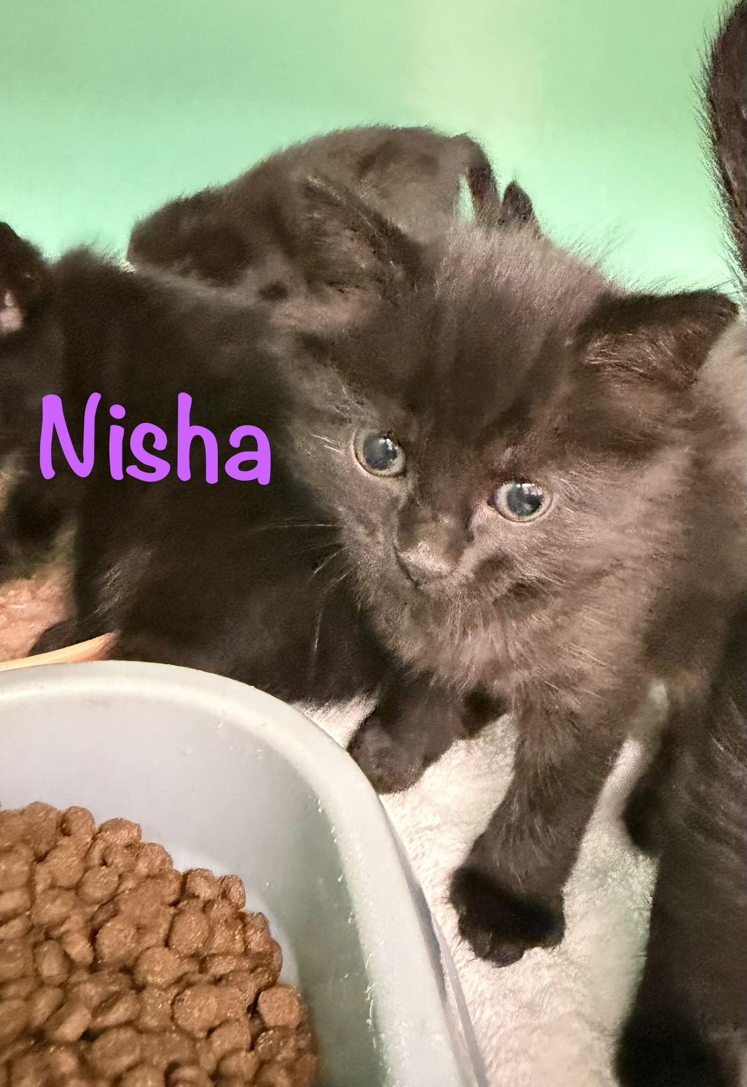 Nisha, ADOPTABLE, Kitten Female Domestic Short Hair.