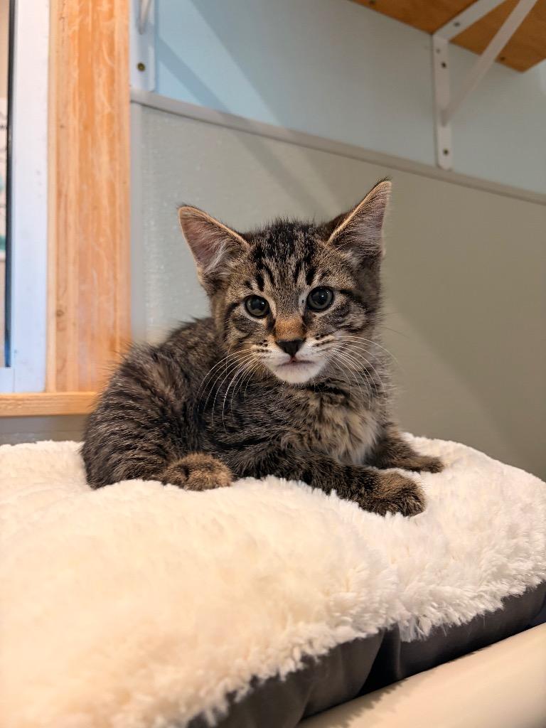 H4 Harry, Adoptable, Kitten Male Domestic Short Hair.