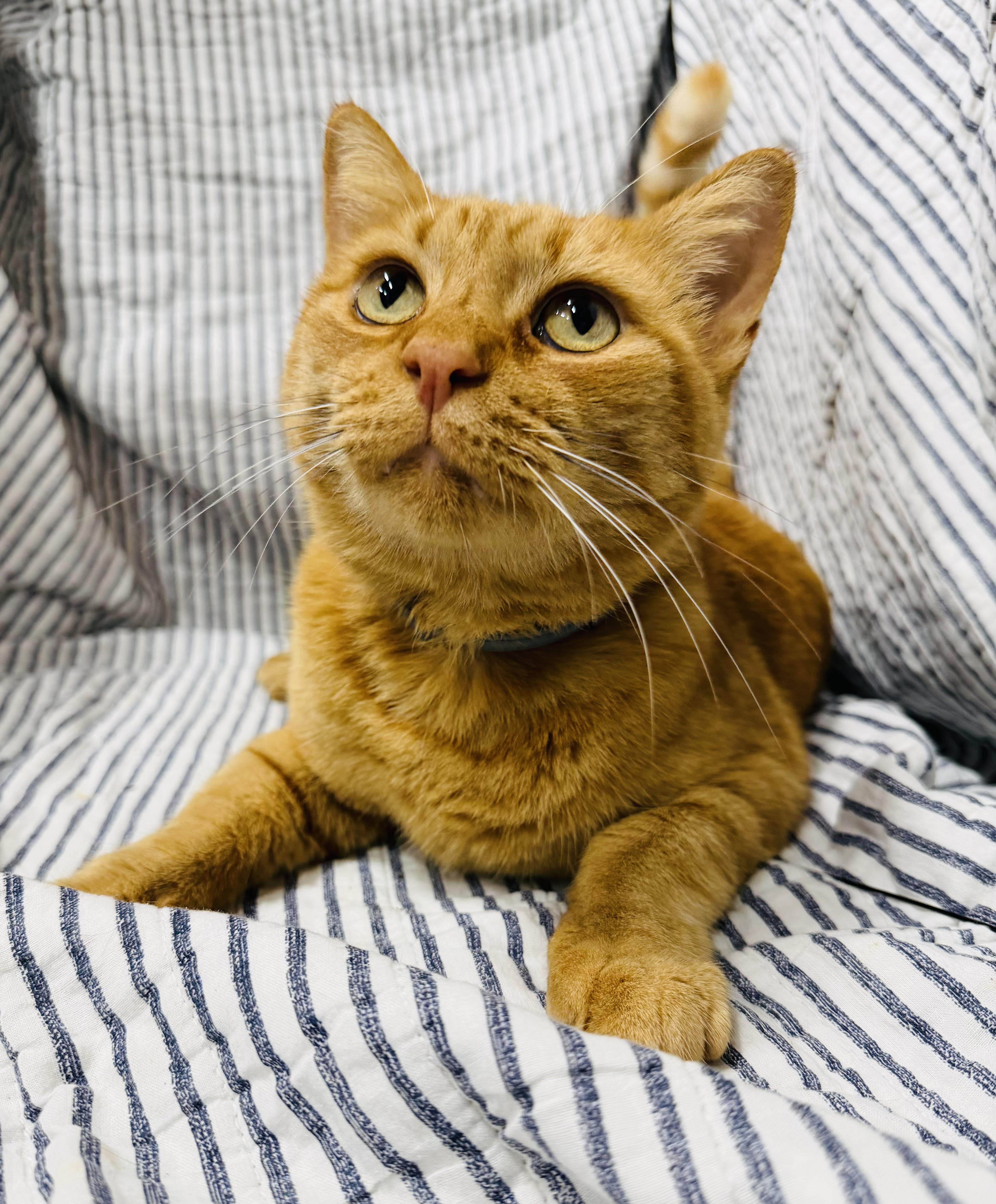 Enlarge Jasper, a Adoptable mixed breed in Brooks, ME image 1/1