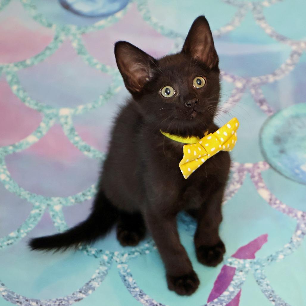 Whitaker, Adoptable, Kitten Male Domestic Short Hair.