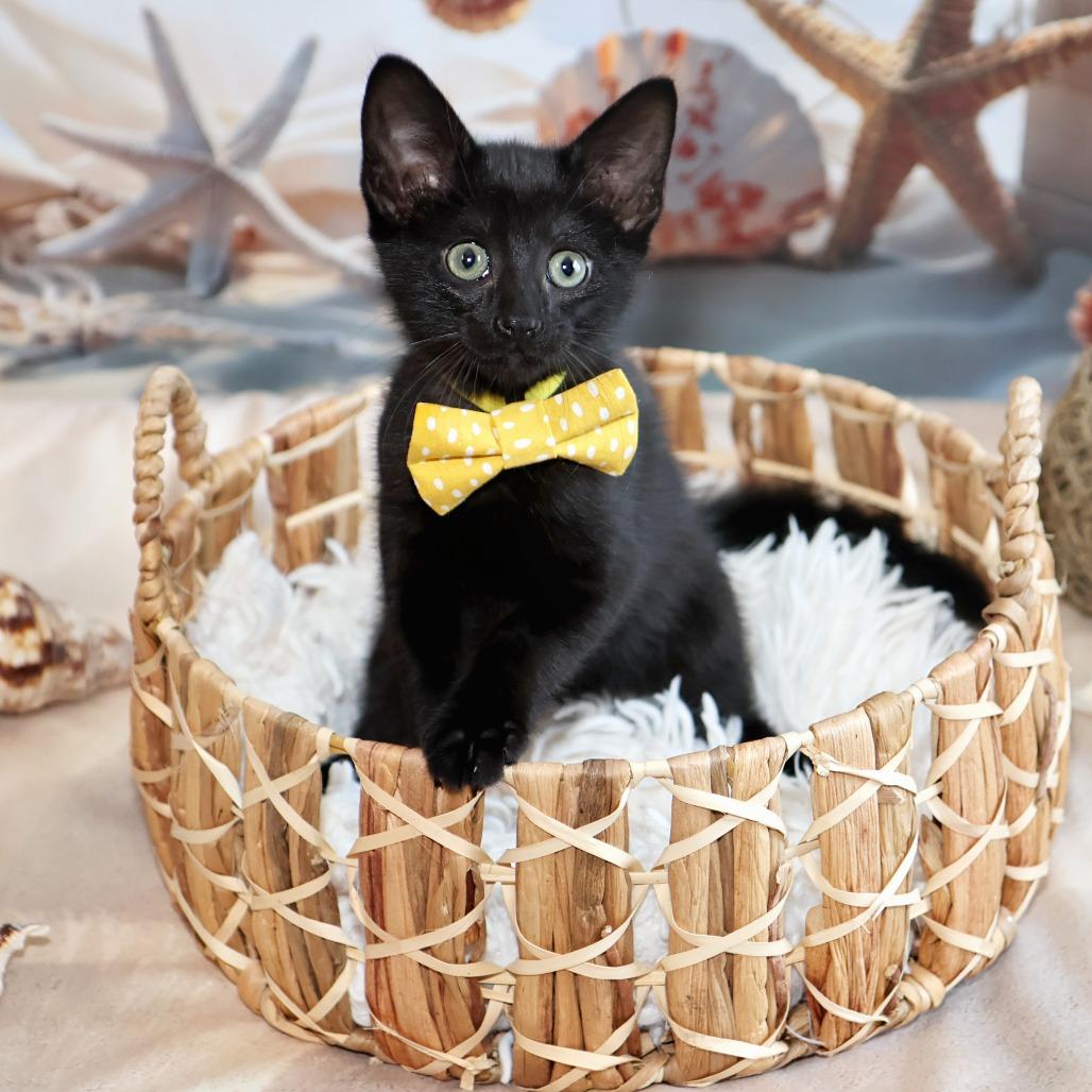 Whitaker, a Adoptable Domestic Short Hair in FAIRWAY, KS image 2/6