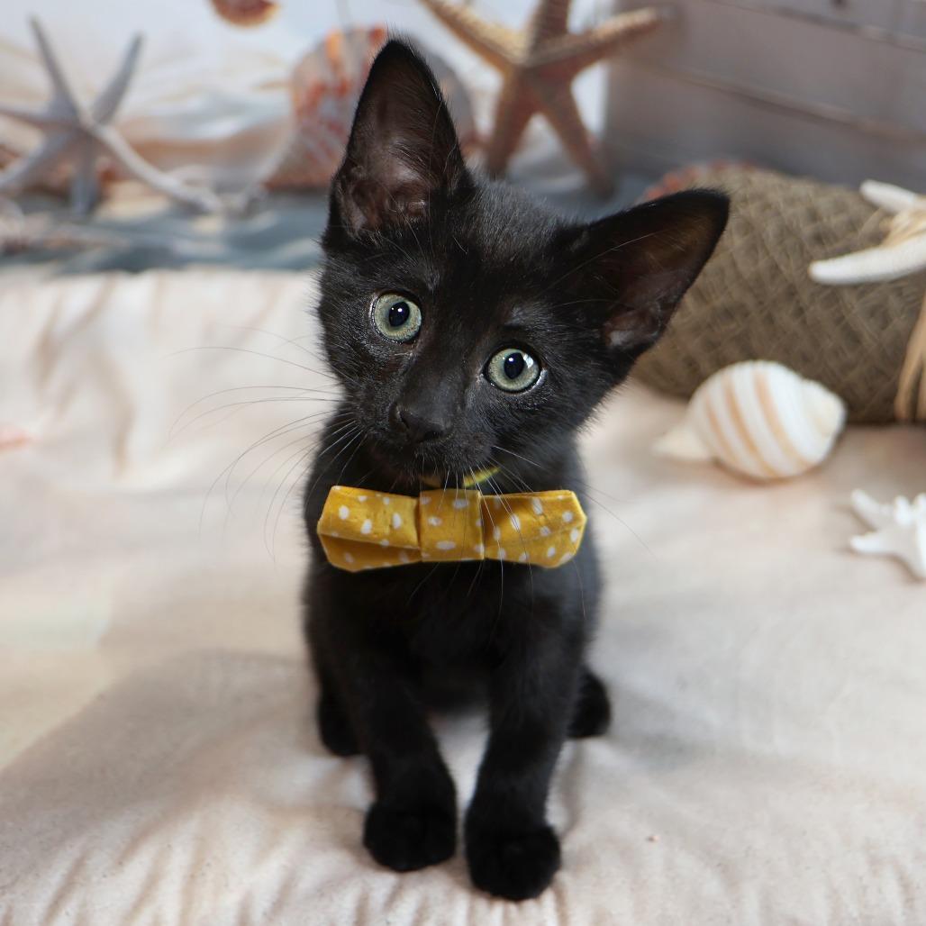 Whitaker, a Adoptable Domestic Short Hair in FAIRWAY, KS image 3/6