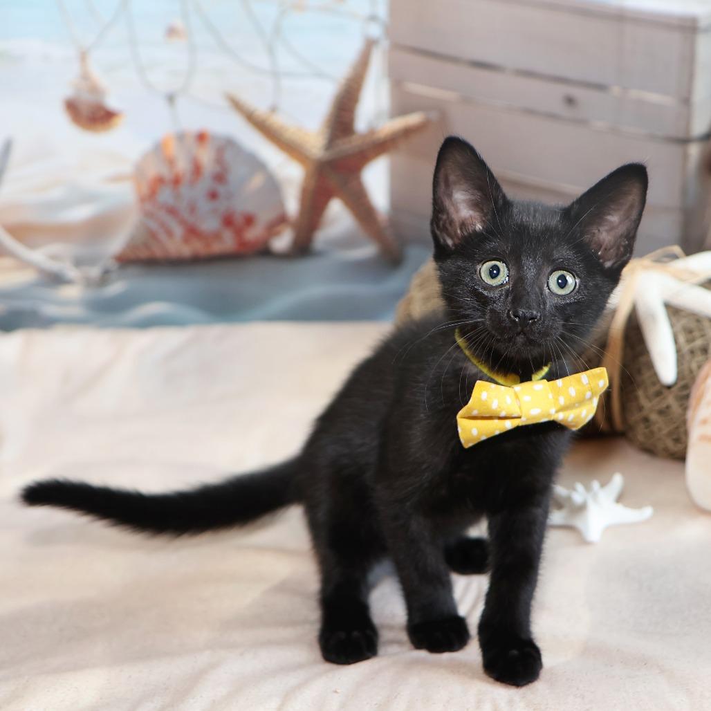 Whitaker, a Adoptable Domestic Short Hair in FAIRWAY, KS image 4/6