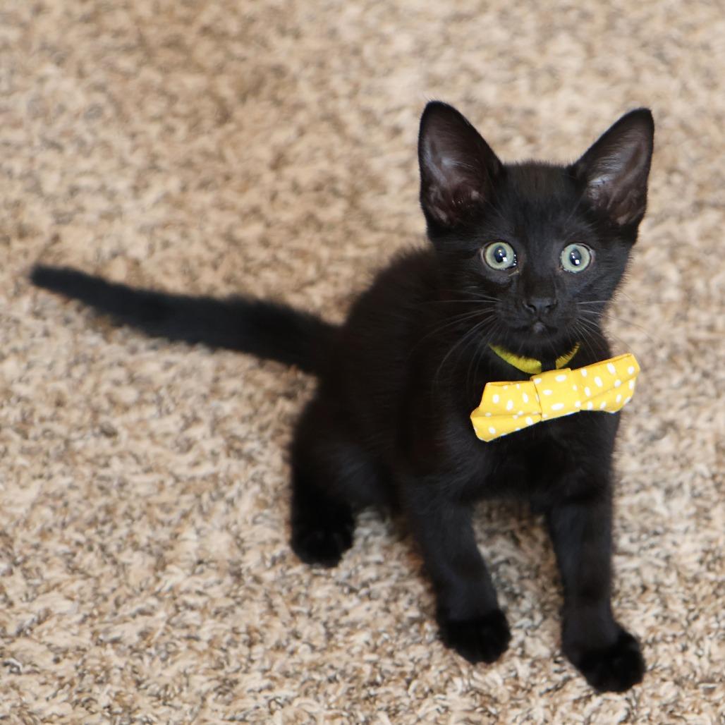 Whitaker, a Adoptable Domestic Short Hair in FAIRWAY, KS image 5/6