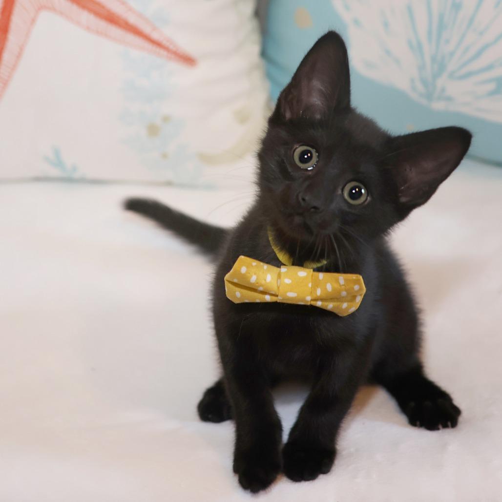 Whitaker, a Adoptable Domestic Short Hair in FAIRWAY, KS image 6/6