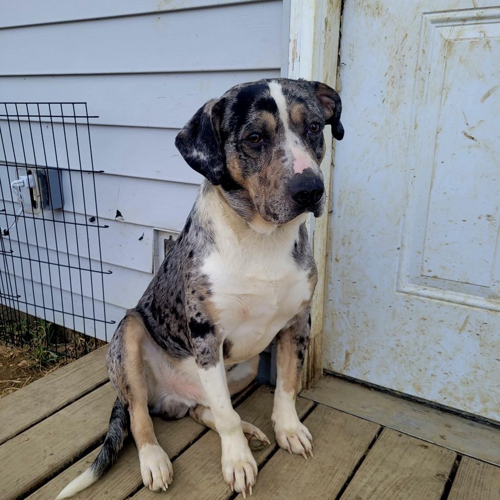 Saint, Adoptable, Adult Male Catahoula Leopard Dog & Beagle.