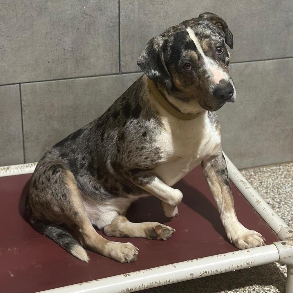 Enlarge Saint, a Adoptable mixed breed in Tipton, IN image 1/6