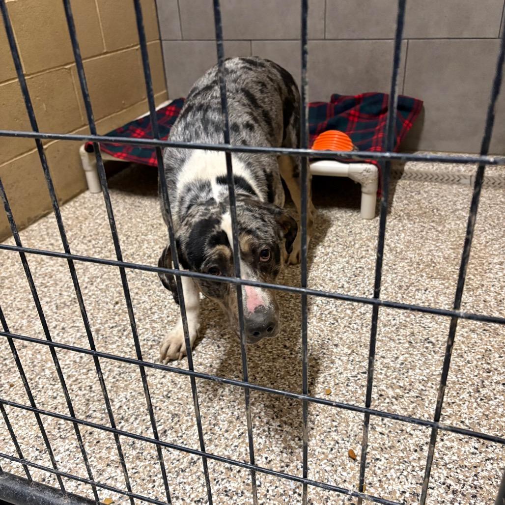 Saint, Adoptable, Young Male Catahoula Leopard Dog.