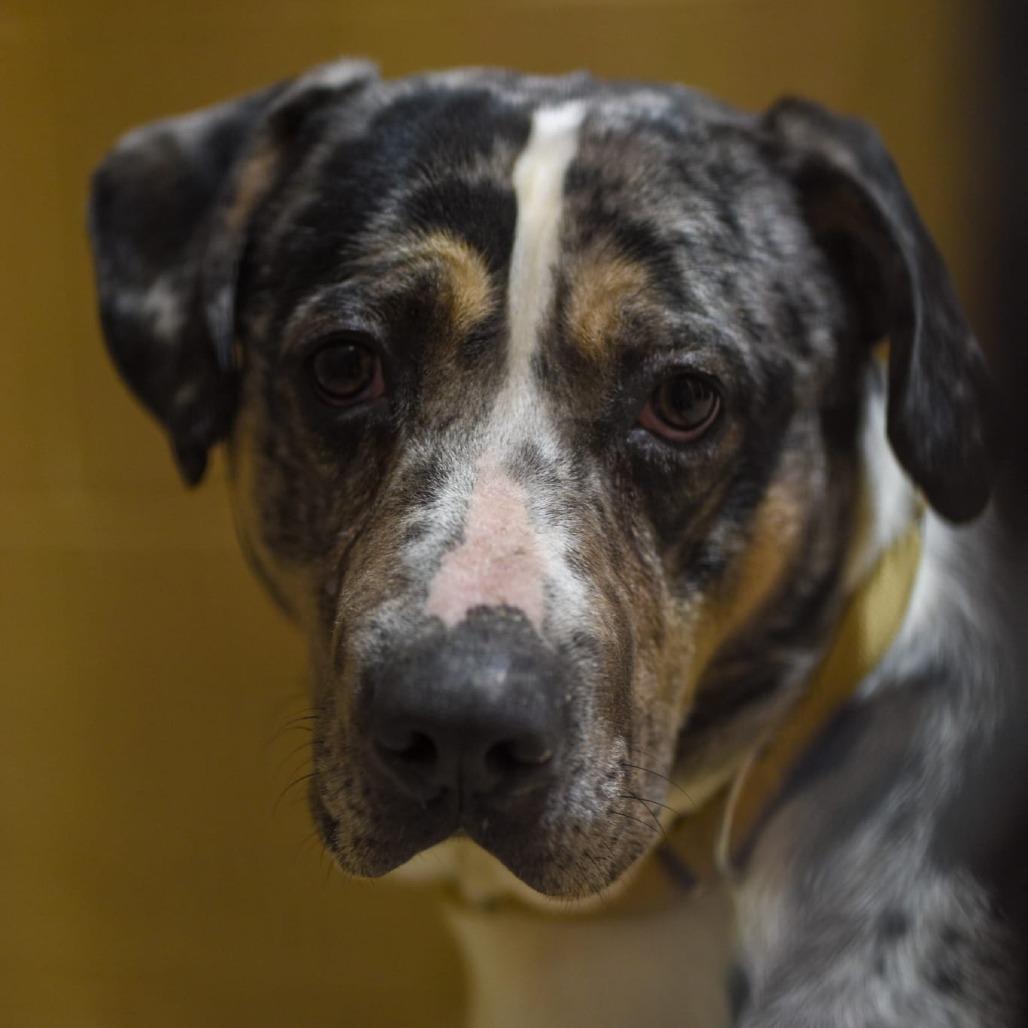 Enlarge Saint, a Adoptable Catahoula Leopard Dog in Tipton, IN image 2/6