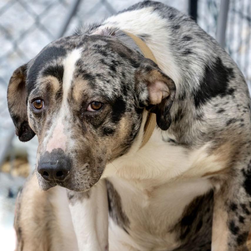 Enlarge Saint, a Adoptable Catahoula Leopard Dog in Tipton, IN image 3/6