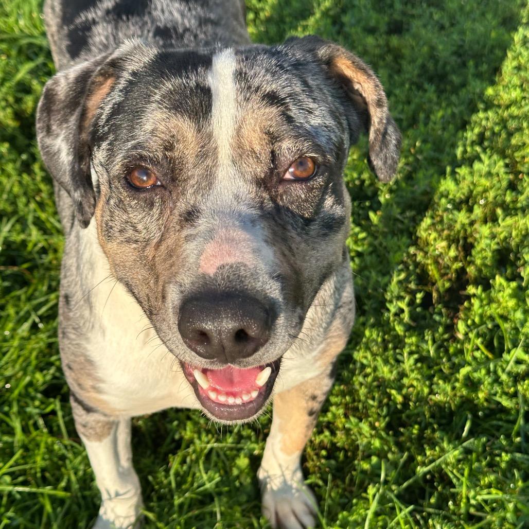 Enlarge Saint, a Adoptable mixed breed in Tipton, IN image 3/6
