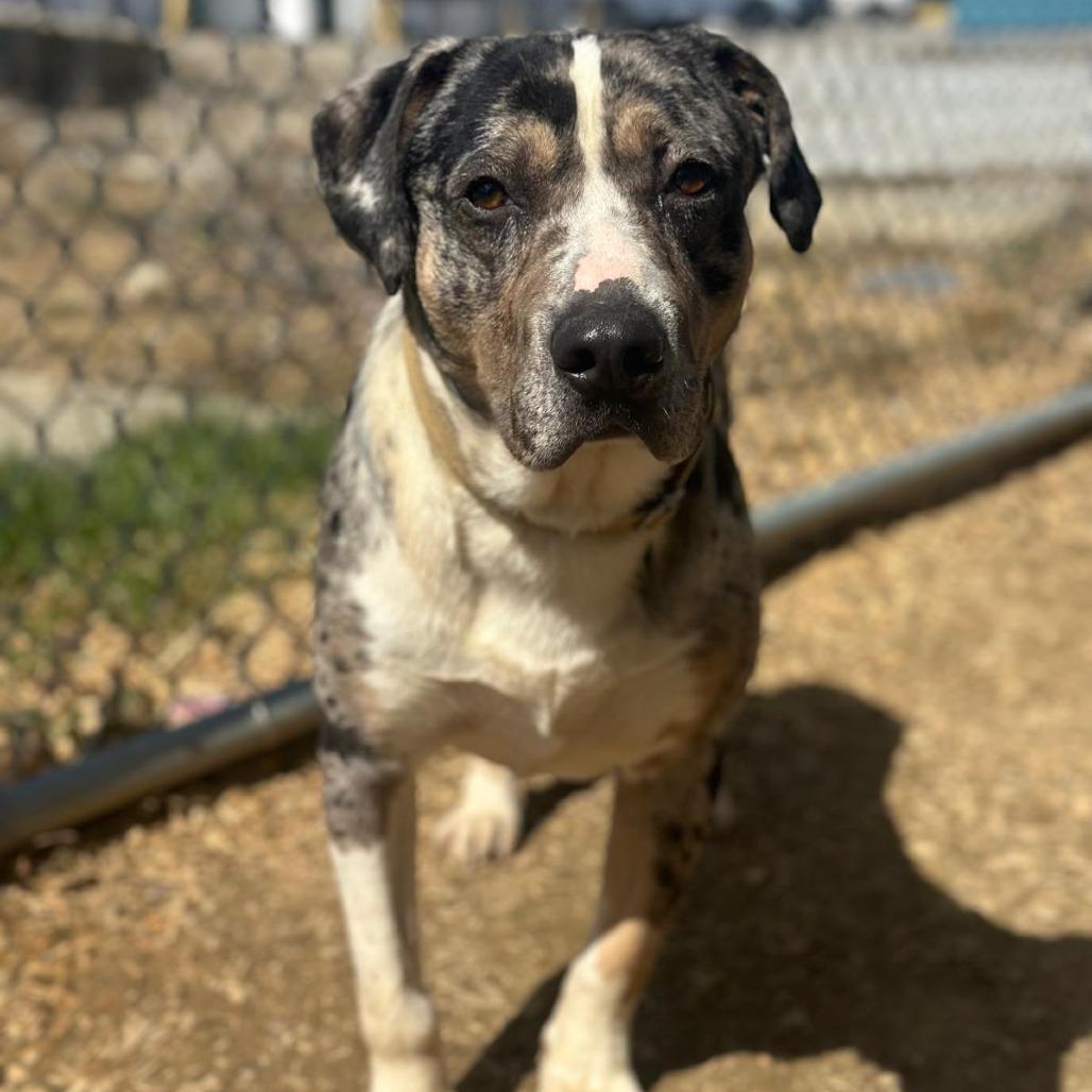 Enlarge Saint, a Adoptable mixed breed in Tipton, IN image 4/6