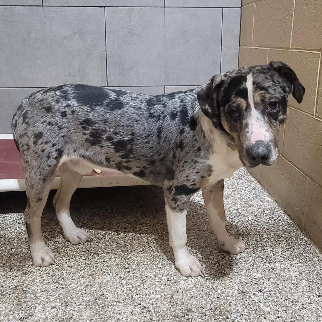 Enlarge Saint, a Adoptable Catahoula Leopard Dog in Tipton, IN image 4/6