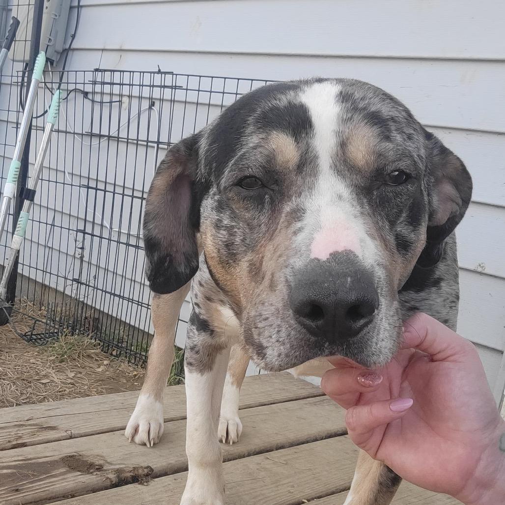 Enlarge Saint, a Adoptable mixed breed in Tipton, IN image 6/6