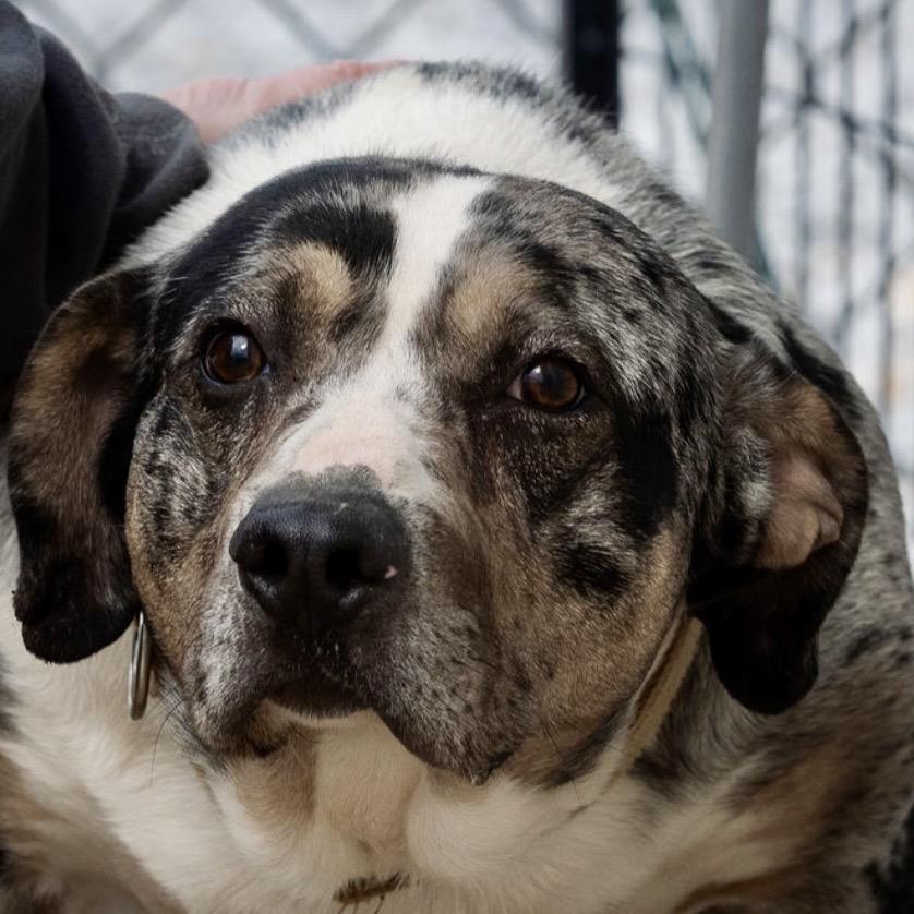 Enlarge Saint, a Adoptable Catahoula Leopard Dog in Tipton, IN image 5/6