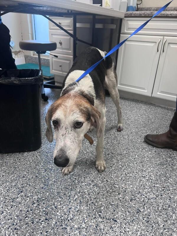 Enlarge James, a Adoptable Treeing Walker Coonhound in Burgaw, NC image 1/1