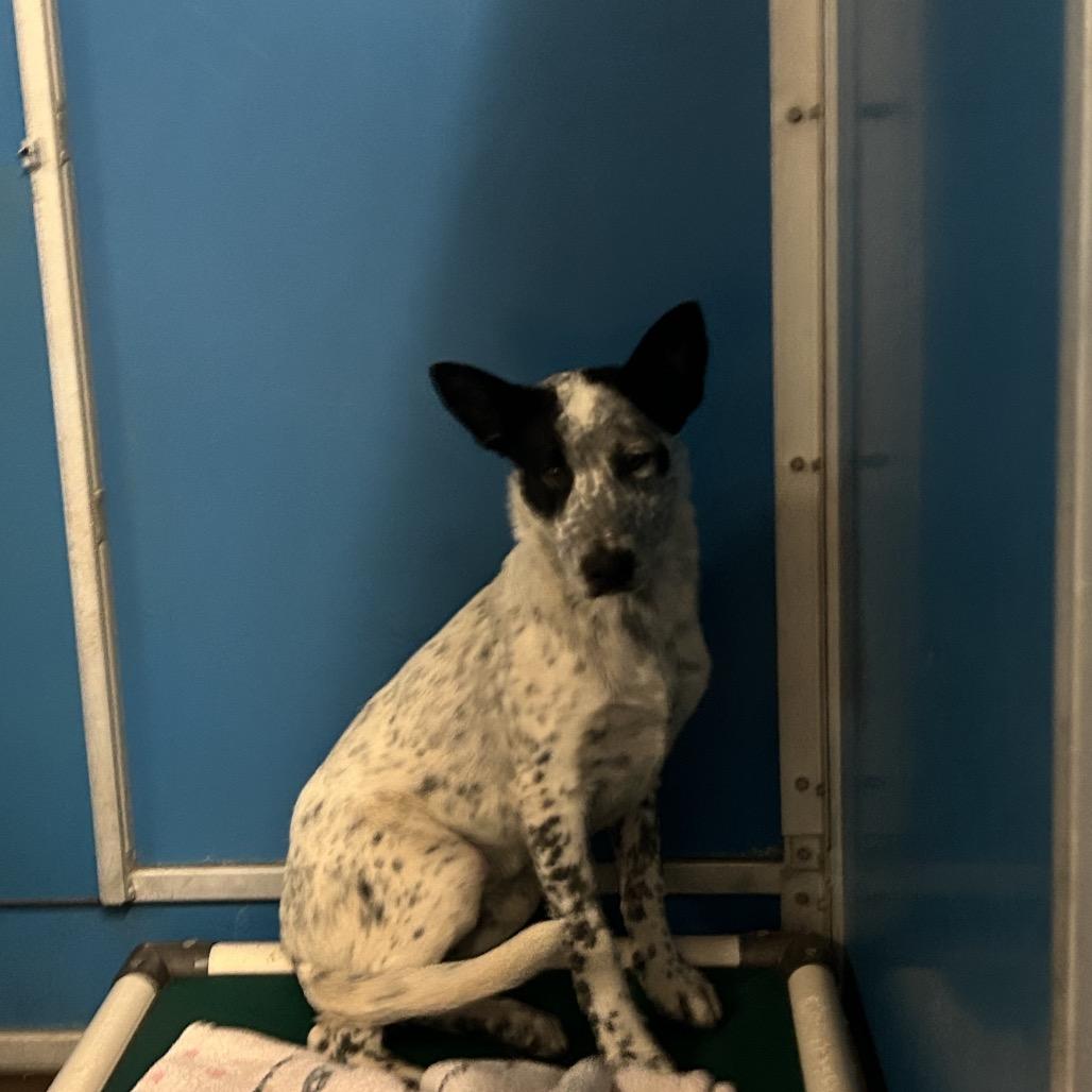 Offset, Adoptable, Young Male Mixed Breed & Cattle Dog.