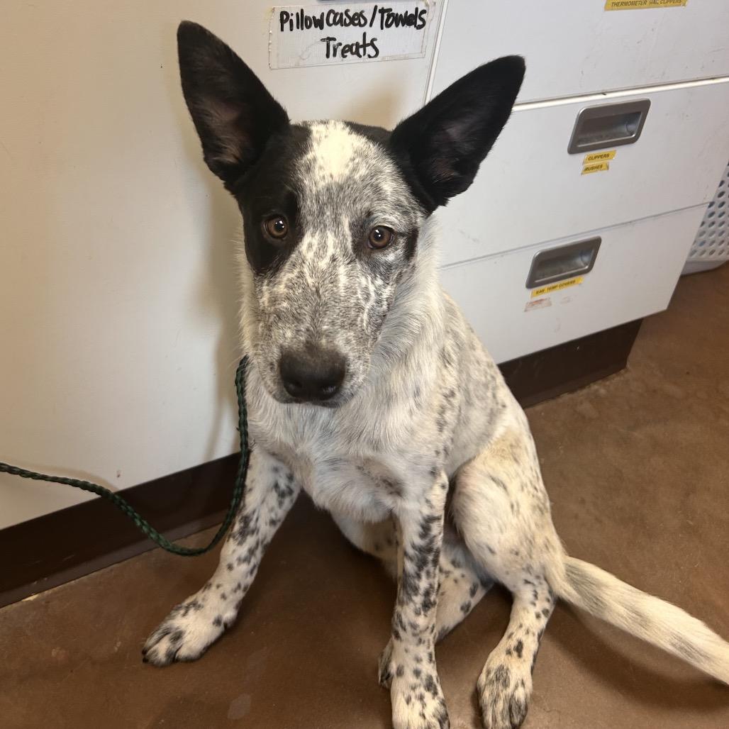 Enlarge Offset, a Adoptable mixed breed in Flagstaff, AZ image 2/3