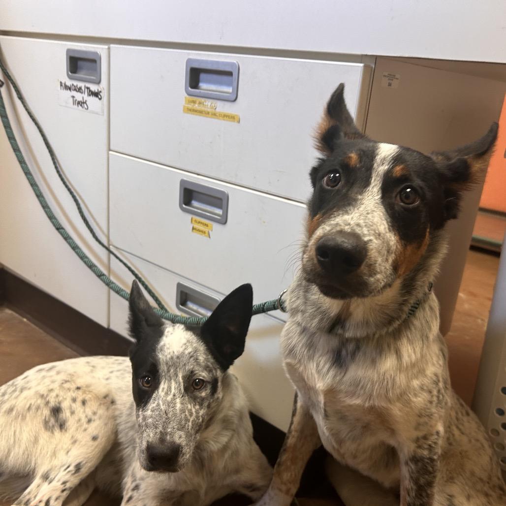 Enlarge Offset, a Adoptable mixed breed in Flagstaff, AZ image 3/3
