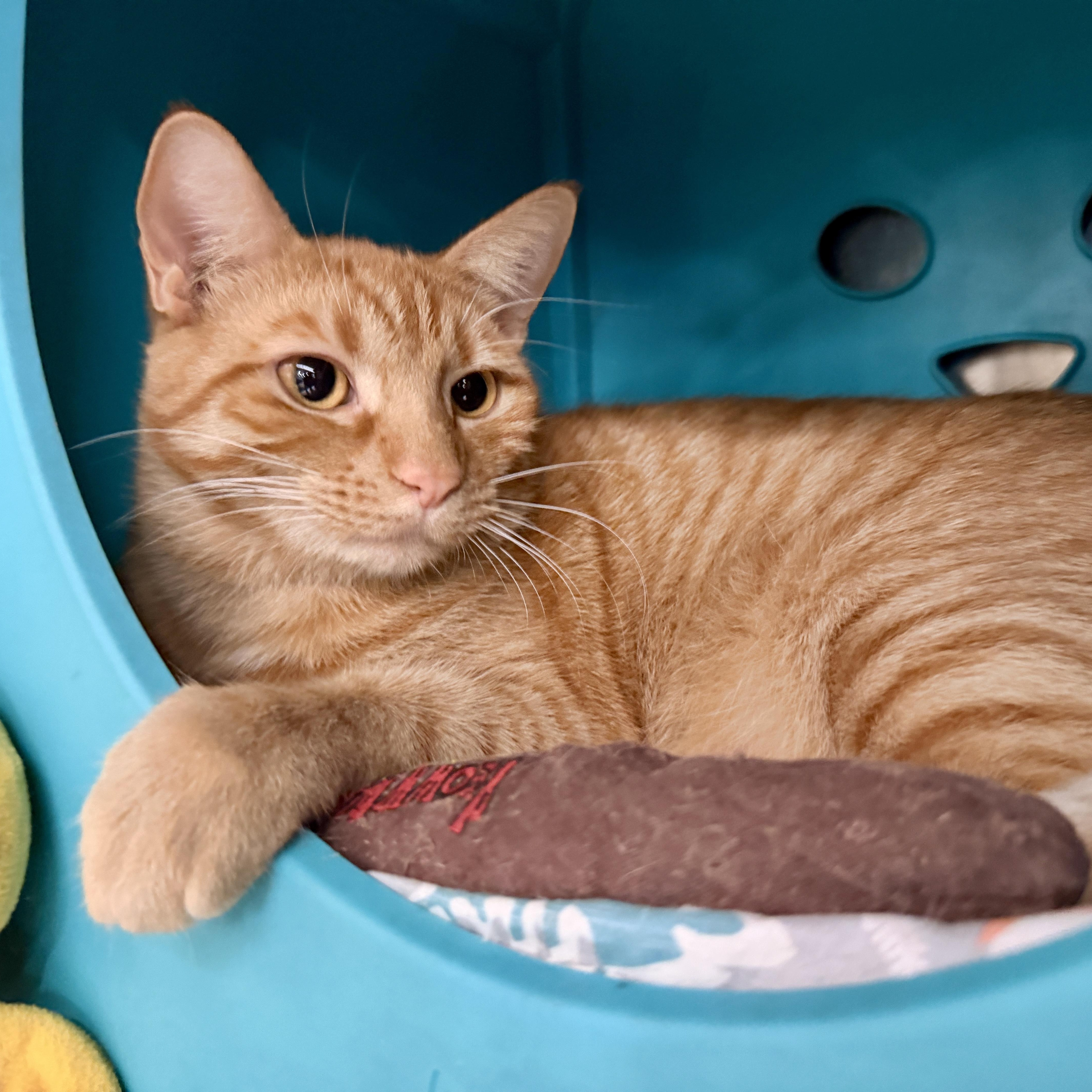 Enlarge Gummy, a Adoptable Domestic Short Hair in Clearwater, FL image 2/2