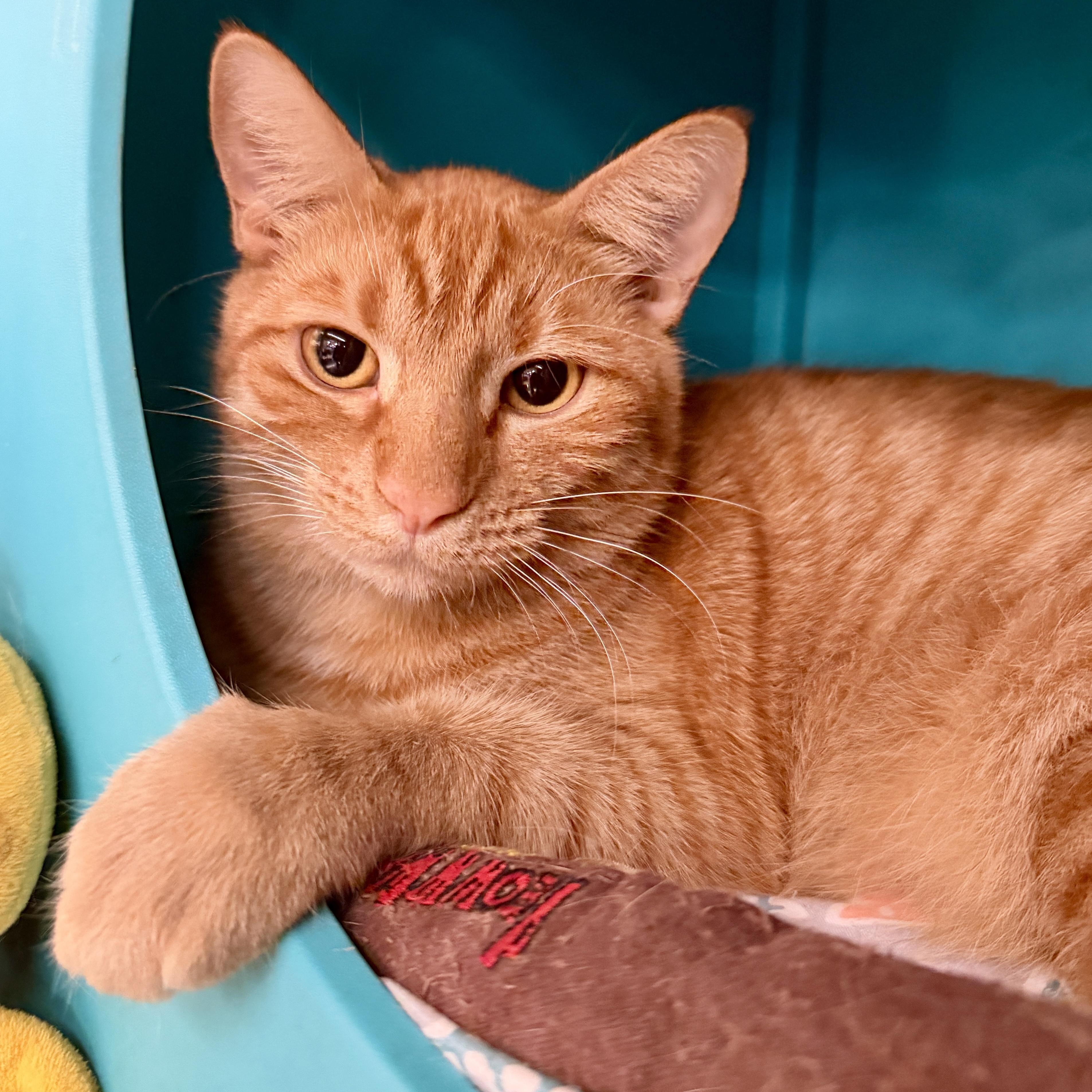 Gummy, Adoptable, Young Male Domestic Short Hair.