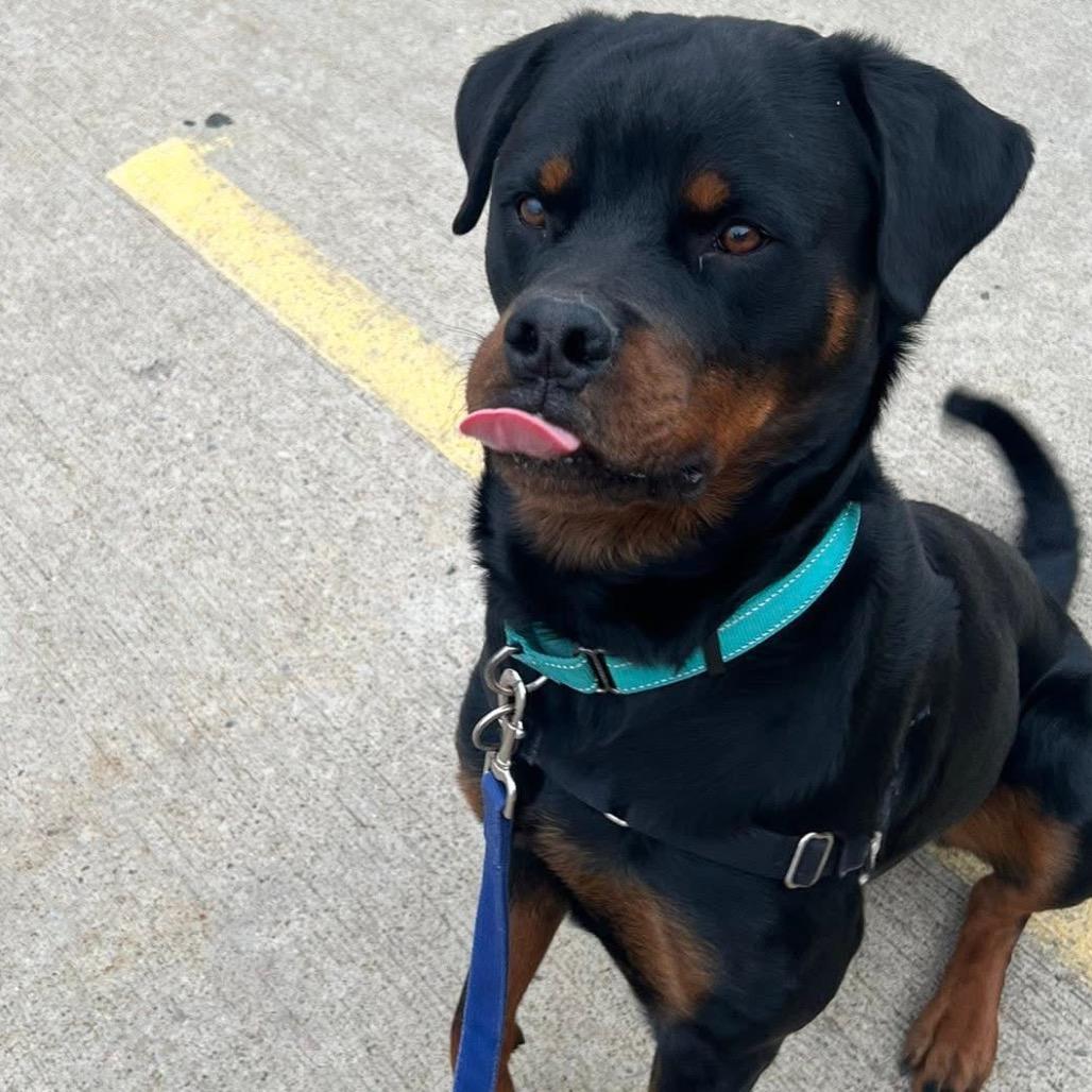 Sleepy, Adoptable, Adult Male Mixed Breed.