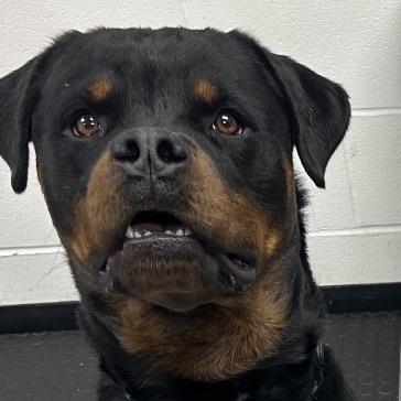 Enlarge Sleepy, a Adoptable Mixed Breed in Mentor, OH image 3/3