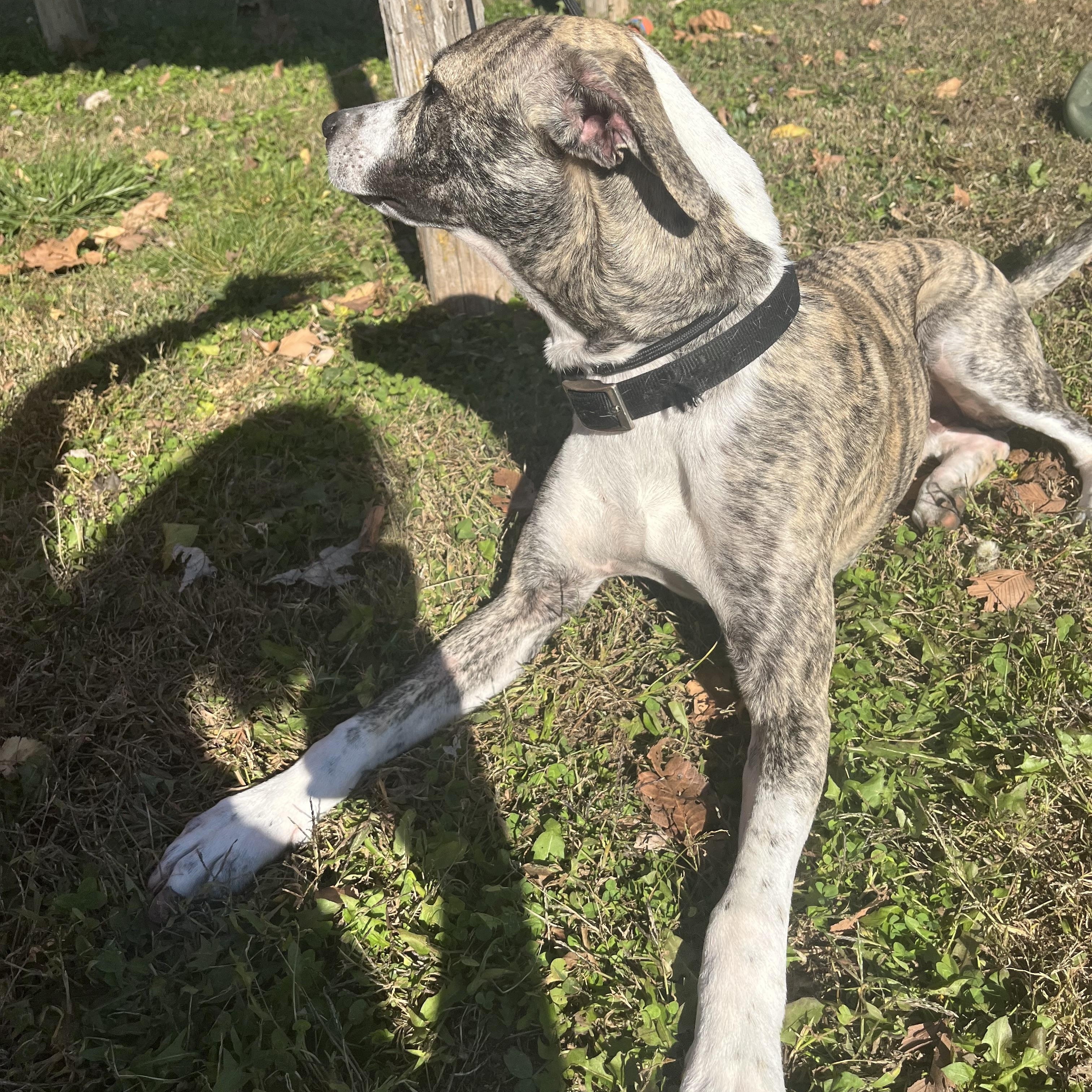 Enlarge Baxter, a Adoptable mixed breed in Farmington, MO image 3/6