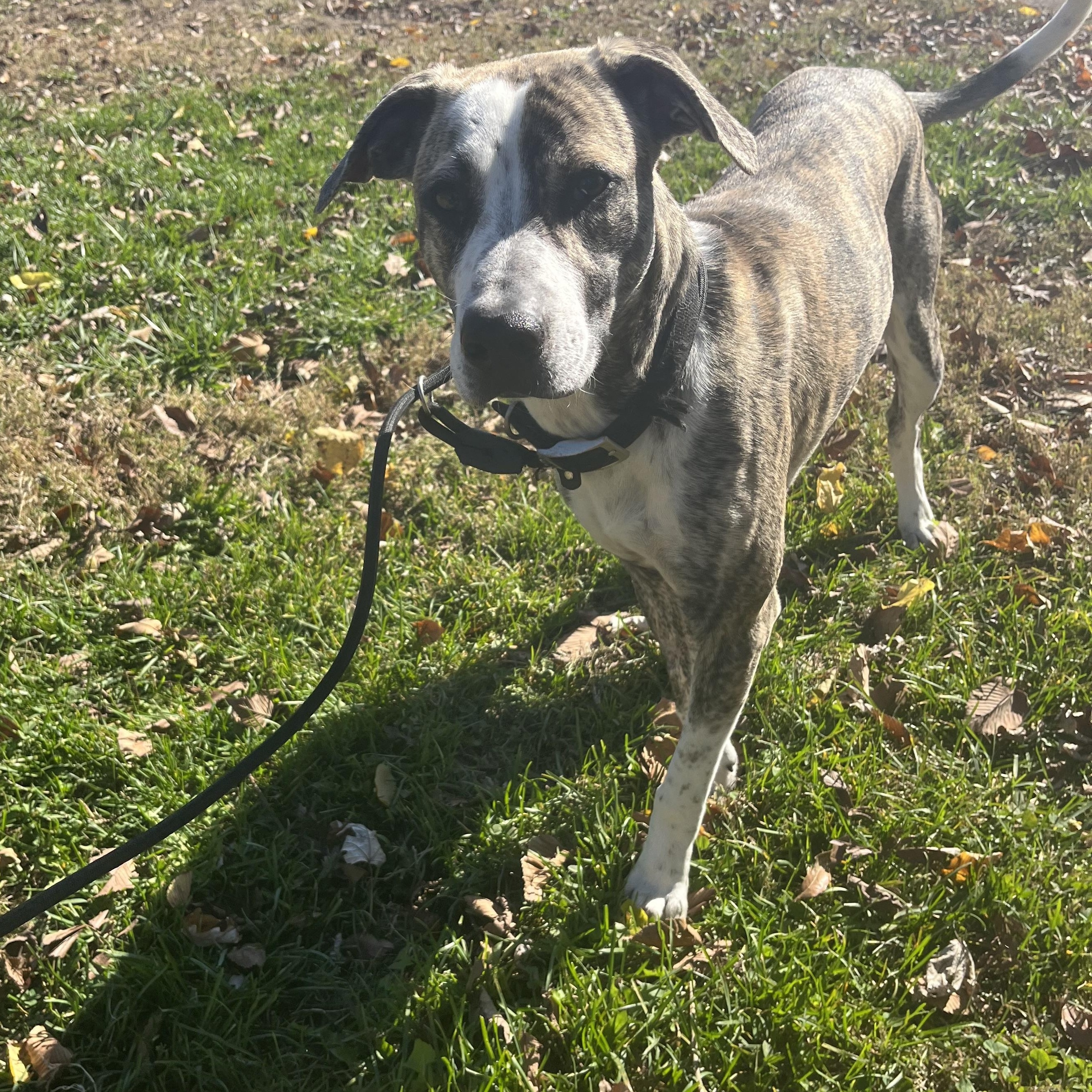 Enlarge Baxter, a Adoptable mixed breed in Farmington, MO image 5/6